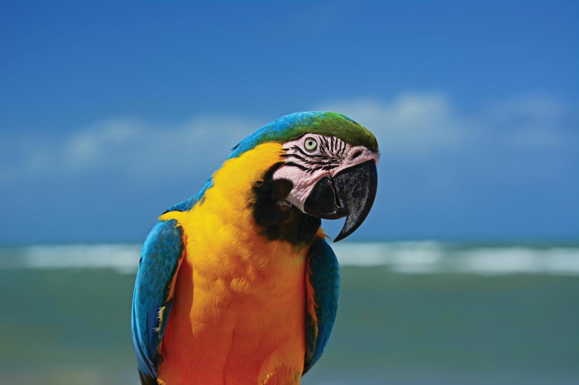 Pôrto das Galinhas Serrambi Resort מראה חיצוני תמונה